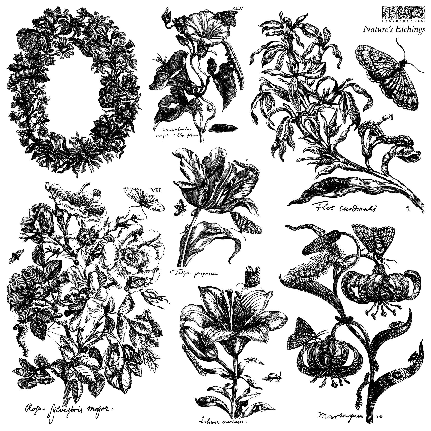 Nature's Etchings 12x12 IOD Stamp 2 Sheets Nature's Etchings 12x12 IOD Stamp 2 Sheets - Image 1